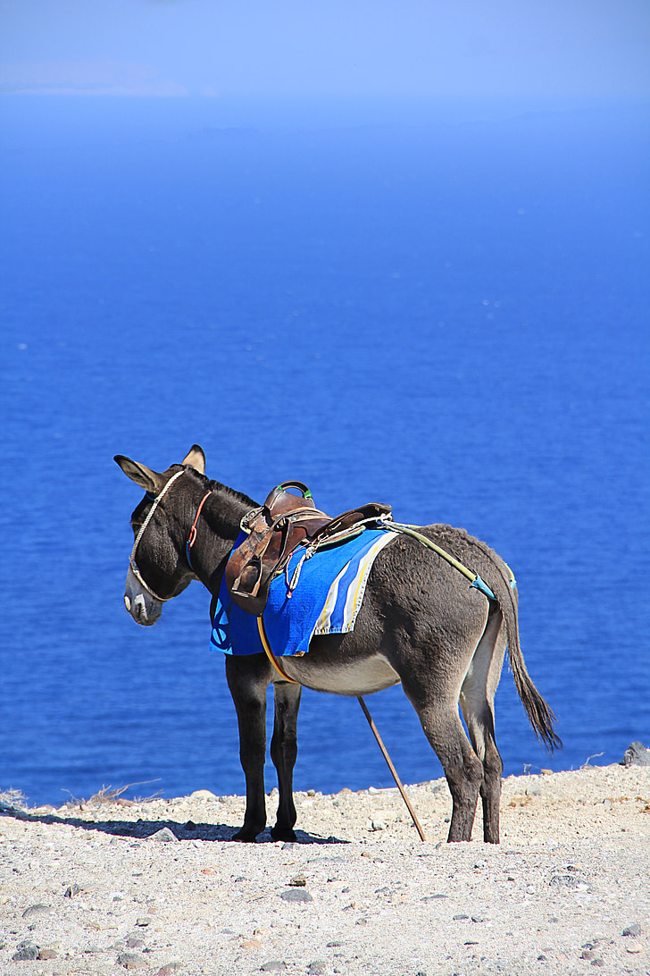 donkey, sea, greece, santorini, holiday, sea view