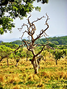 Cerrado, wylesianie, Goiás, Goiânia, Brazylia, brazylijski cerrado, wyginięcie