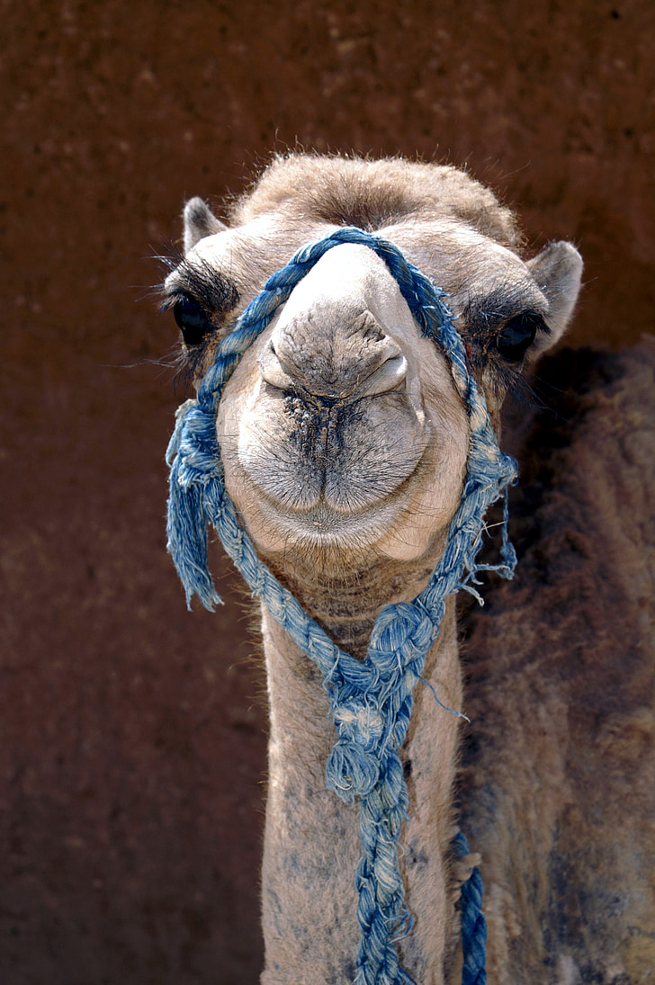 camelo, animal, closeup, animais do deserto