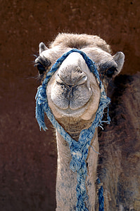 Kamel, Tier, Closeup, Wüstentiere