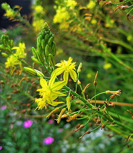 yellow flowers, flowers, yellow, succulent, bulbinella, nature, plant