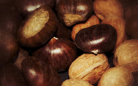 chestnut, kenari, November