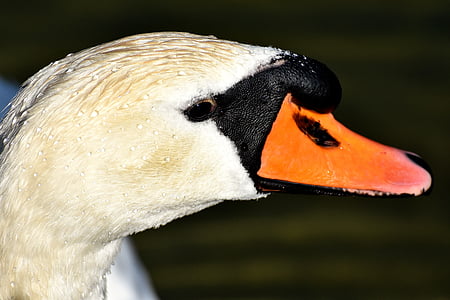 swan, close, bird, water bird, bill, animal, water