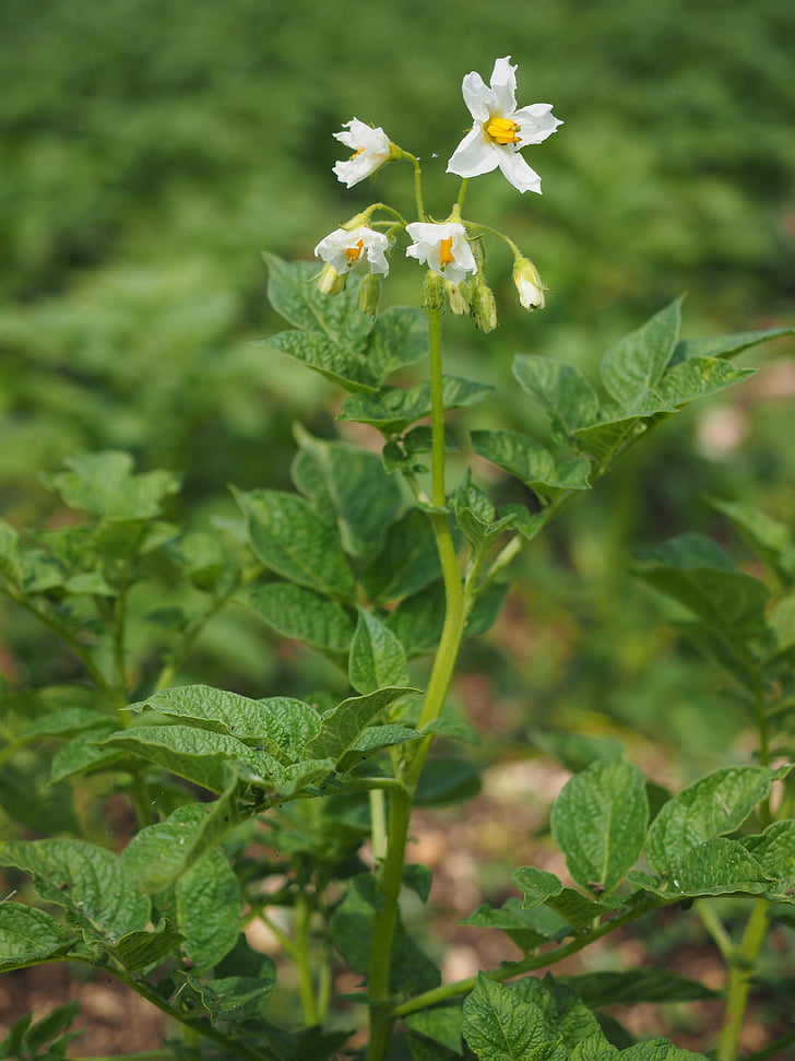 potato blossom, blossom, bloom, white, potato, solanum tuberosum, crop