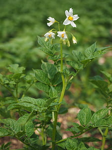 flor de patata, flor, flor, blanc, patata, Solanum tuberosum, cultiu