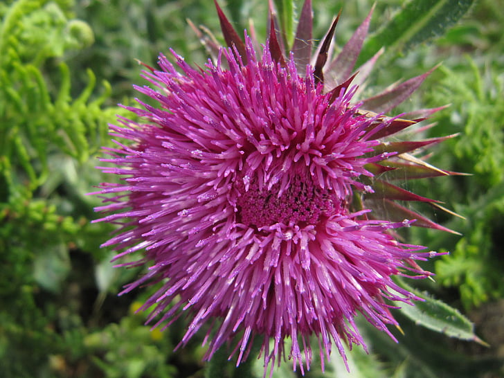 flower, nature, wild flowers