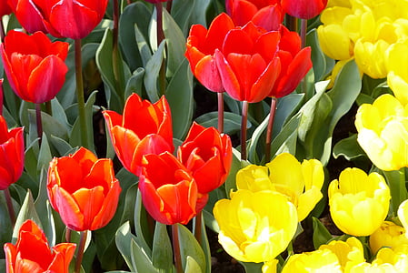 tulipán, piros, sárga