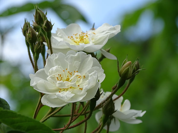 Bobby james, witte roos, klimmen rose, natuur, bloem, plant, Petal