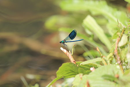hmyz, Dragonfly, modrá vážka, větev, zelená, voda, Příroda