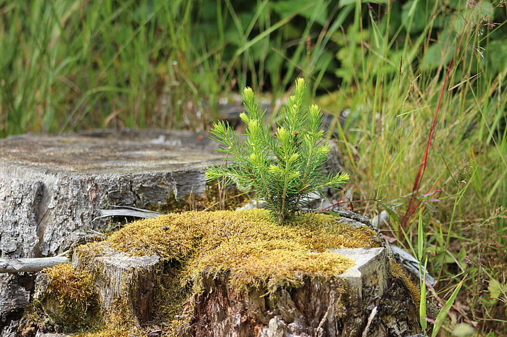 forest, log, tree stump, moss, fir, young, nature
