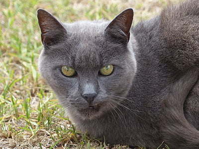 серый кот, кошка, кошачьи, домашнее животное, киска, крупным планом, Китти