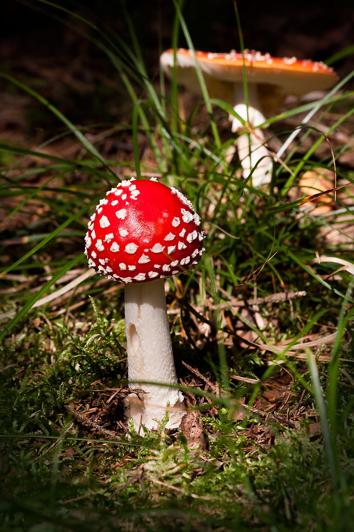 matryoshka, amanita muscaria, mushroom, hat, red, orange, flake
