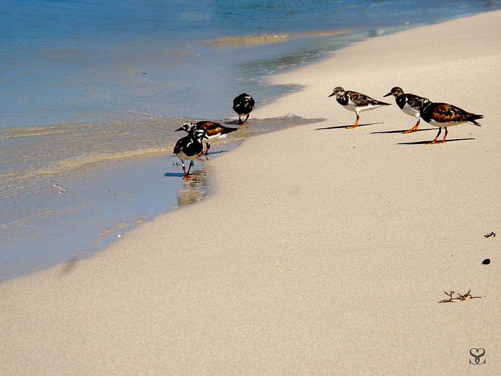 oiseaux, mer, Ave, animaux, sable, plage, nature