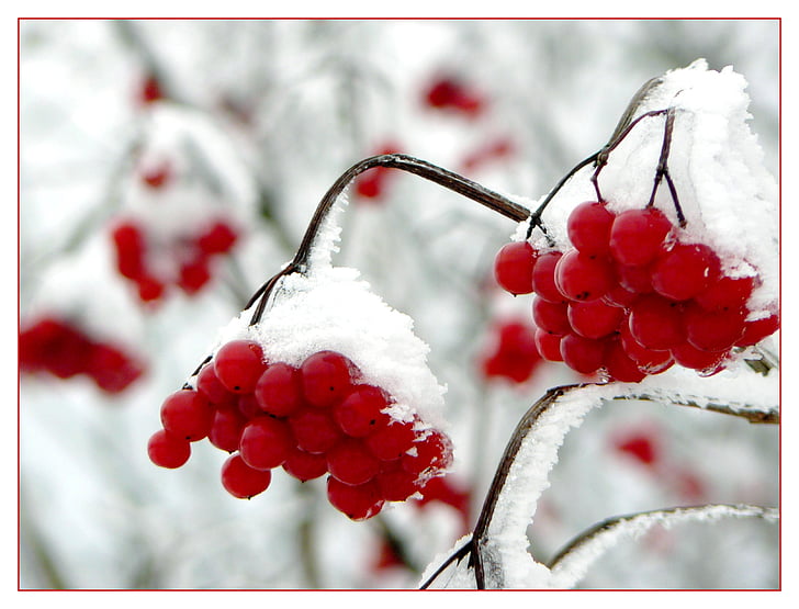 Marja, marjat, Marja punainen, puun hedelmä, talvi, lumi, luminen