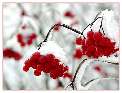 berry, berries, berry red, tree fruit, winter, snow, snowy
