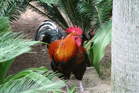 chicken, new, nature, bird, rooster, farm, chicken - Bird