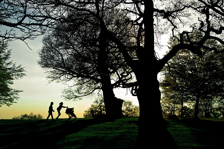 Richmond park, Londen, zonsondergang, Tuin, natuur