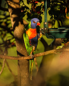 многоцветен Лори, папагал, цветни, птица, Австралийски, диви, Пияният папагал дърво