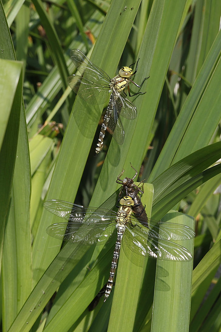 dragonflies, nature, insect, pond, wildlife photography, green color, leaf