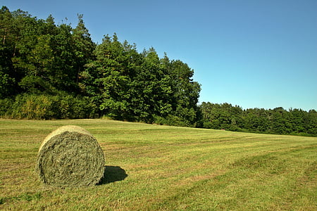 hay, hay bales, field, meadow, forest, edge of the woods, bale