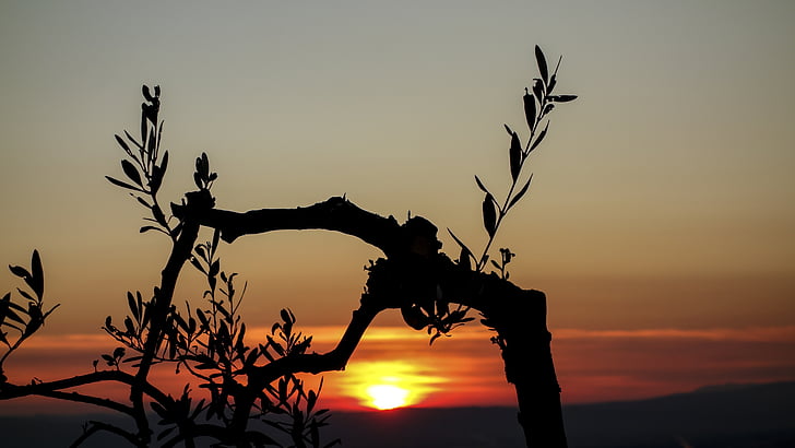 sunset, olive tree, branches, nature, olive branch, landscape, sun