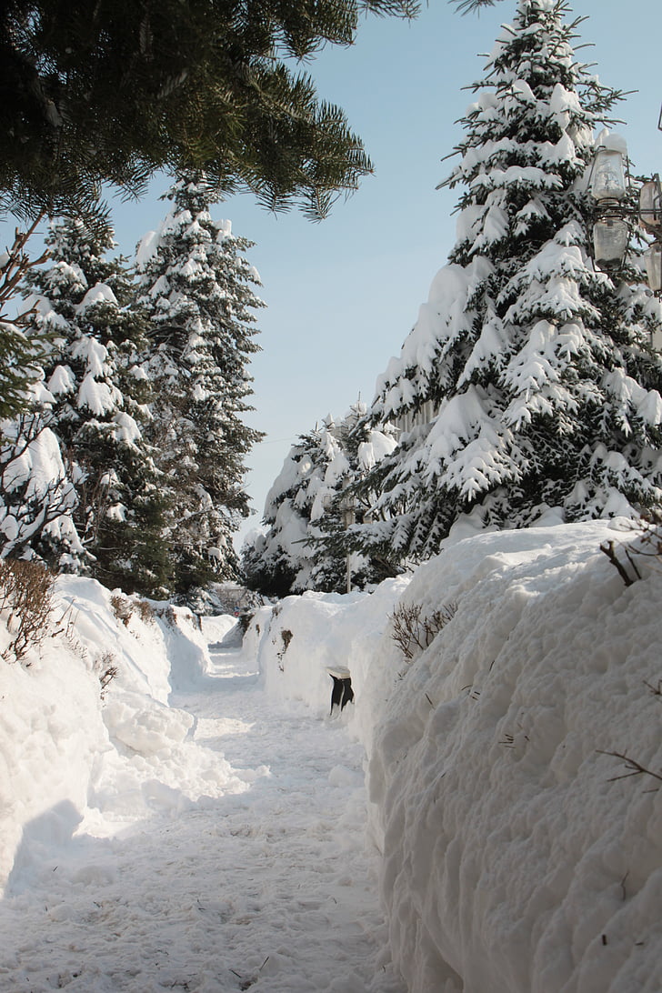 Parc, neu, l'hivern, carreró, cobert de neu, carrerons, natura