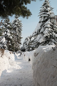 公园, 雪, 冬天, 小巷, 白雪皑皑, 小巷, 自然