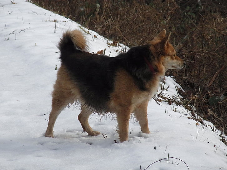 suns, PET, Ronja, dzīvnieku, sniega, ziemas