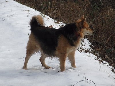 собака, домашнее животное, владелицу, животное, снег, Зима
