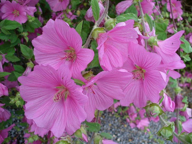 mallow, flower, nature, pink, plant
