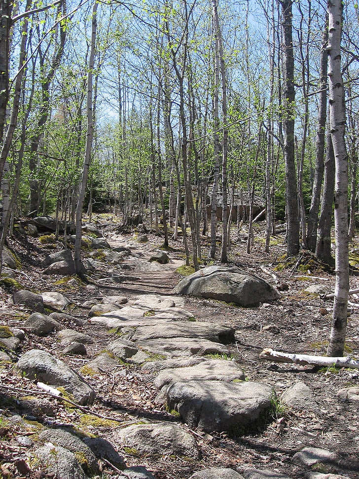 Acadia national park, Maine, Príroda, Forest, stromy, Woods, Príroda