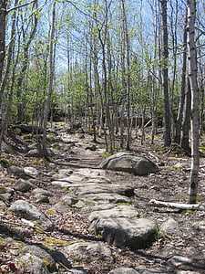 Acadia nemzeti park, Maine, táj, erdő, fák, erdőben, természet