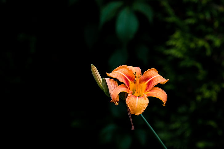 Lily, Blossom, nở hoa, màu da cam, Thiên nhiên, nở rộ, gia đình Lily
