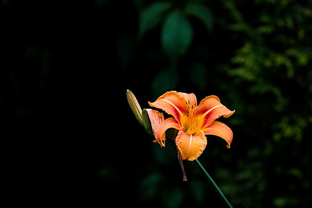 lily, blossom, bloom, orange, nature, blossomed, lily family