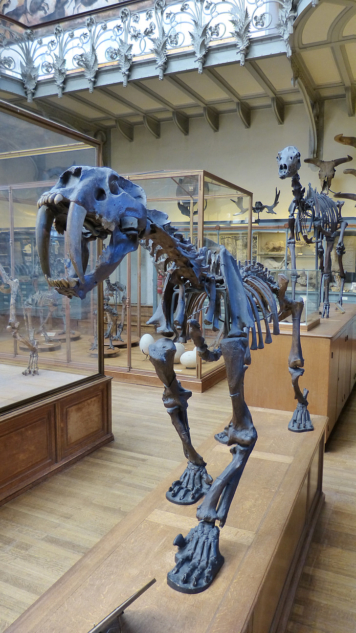 animal, urtier, tiger, saber-toothed tiger, skeleton, museum, bone