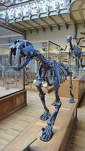 Tier, Urtiers, Tiger, Säbelzahntiger, Skelett, Museum, Knochen