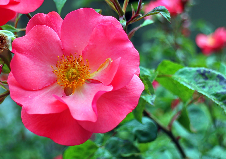 ökade, Blossom, Bloom, röd, Rosa, rosor, blommor