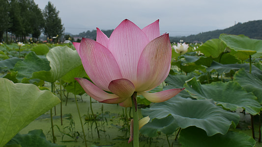 Lotus, dīķis, valsts, klusu, tīra