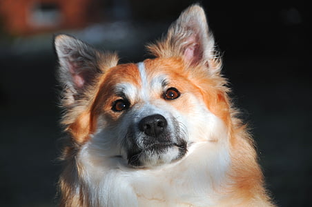 Islandijos šuo, šuo, šuo veido, liūdnas, augintiniai, žiūri į fotoaparato, naminiai gyvūnai