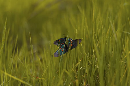 bướm, côn trùng, Thiên nhiên, màu xanh lá cây, cỏ, lĩnh vực, Trang trại