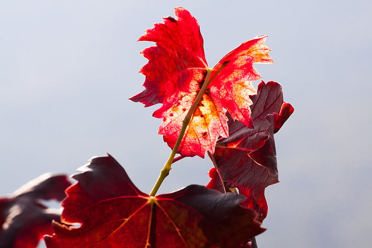 rượu vang, lá, rượu thu hoạch, vườn nho, thực vật, mùa thu, màu sắc mùa thu