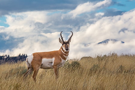 Američke antilope, mužjak, divlje, priroda, biljni i životinjski svijet, životinja, zemlja