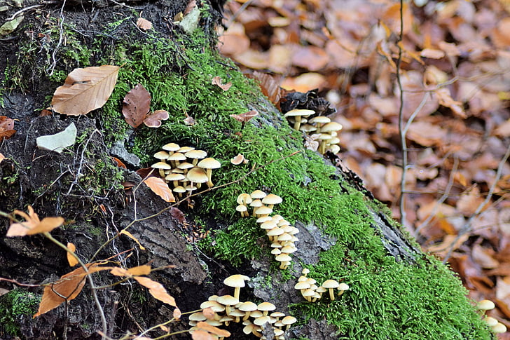fogliame di caduta, fungo, tossico, ottobre, foresta decidua, natura, foresta