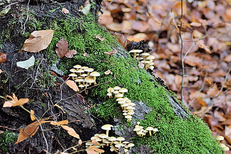 fall foliage, mushroom, toxic, october, deciduous forest, nature, forest
