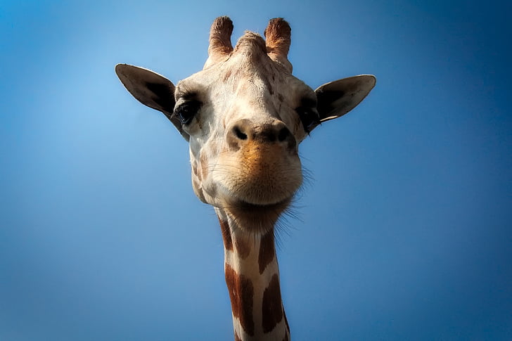 žirafa, živali, prosto živeče živali, od blizu, makro, narave, na prostem