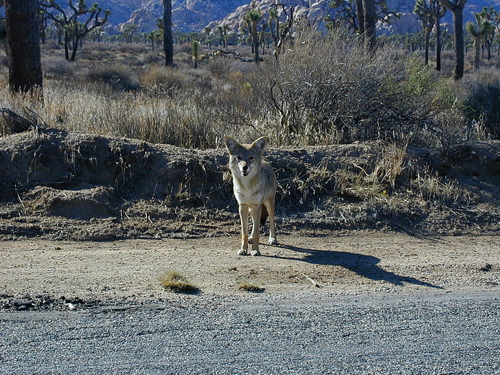 Coyote, Λιβάδι λύκος, Steppenwolf, άγριο σκυλί