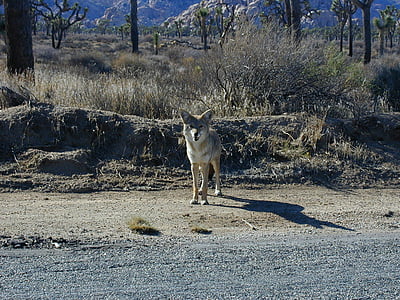 Coyote, Prairie Wilk, Steppenwolf, dziki pies