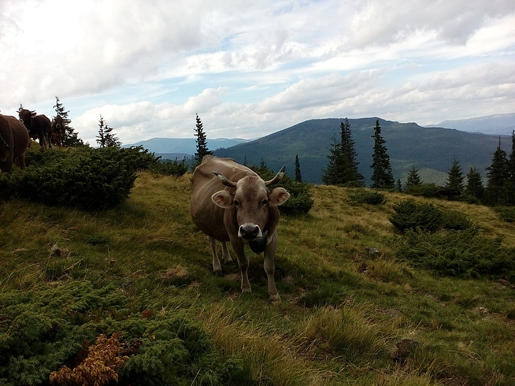 cow, the carpathians, summer, mountains, graze, pasture, paddock