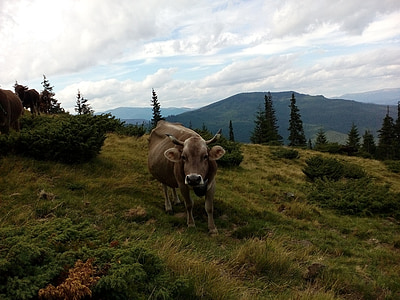 sapi, carpathians, musim panas, pegunungan, merumput, padang rumput, Paddock