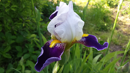 Iris, květ, jaro, slunce, Příroda, zahrada, jarní květiny